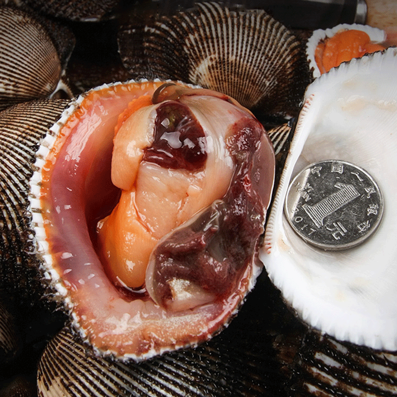 鲜活赤贝刺超大肉血蛤蜊毛蛤花蛤无沙活蛤蜊贝类制品