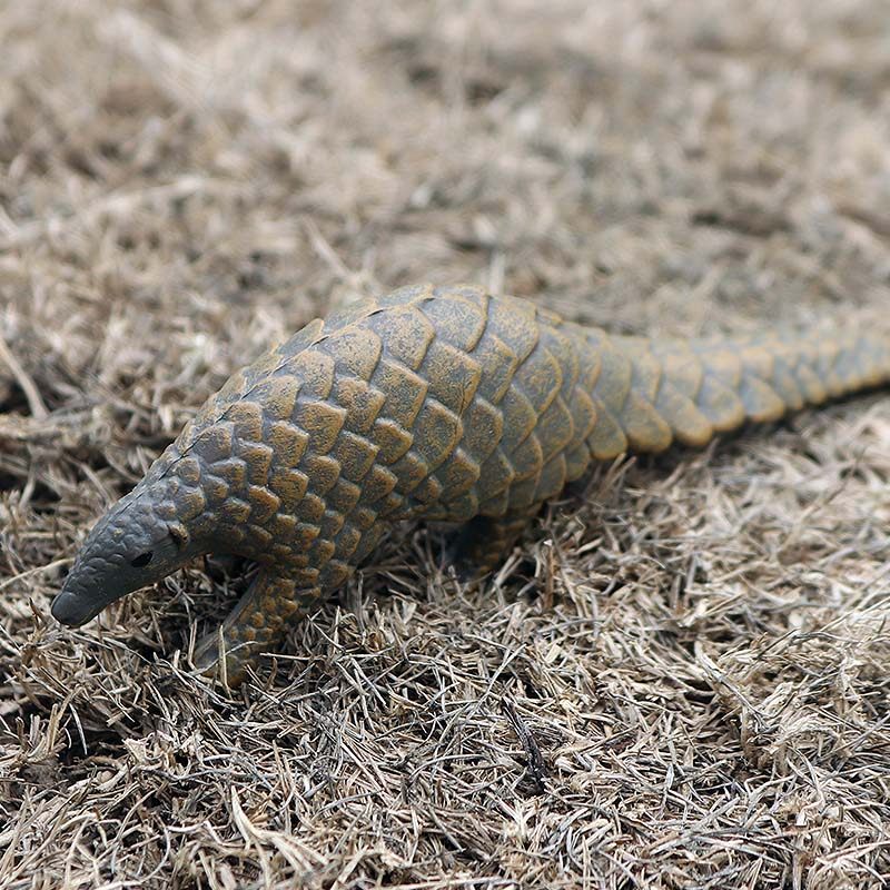 穿山甲玩具仿真实心犰狳食蚁兽野生动物模型儿童认知仿真