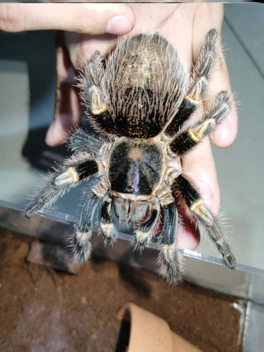蜘蛛活体巴西巨人金直间1-15cm网红宠物好养萌新蜘蛛