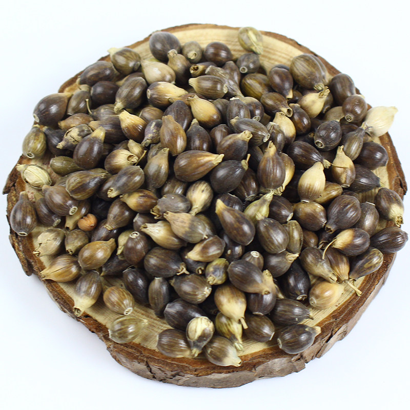 薏米精选种子小粒种籽四季种植珠子薏苡仁药家庭园艺种子