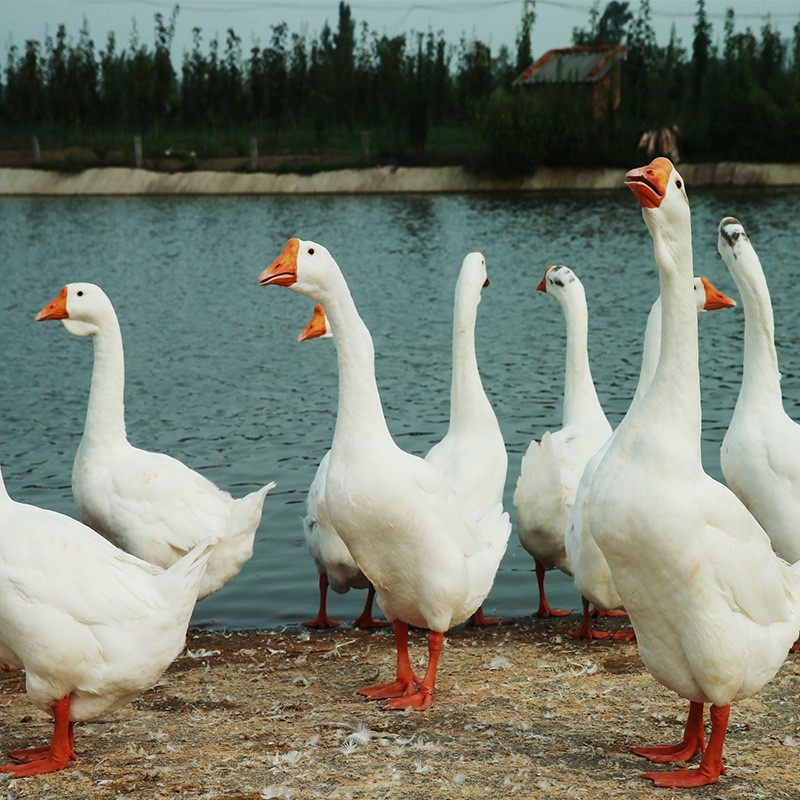 鹅蛋固始鹅散养土新鲜12枚120140克顺丰包邮手机保护套