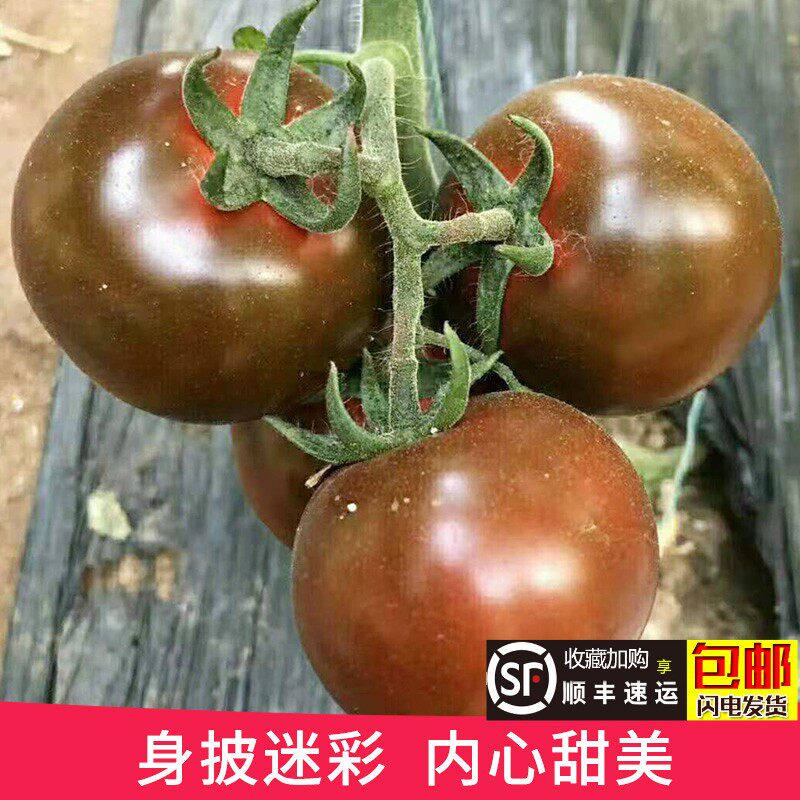 巧克力西红柿大圆紫黑番茄柿子酸甜口感生吃现摘手机保护套