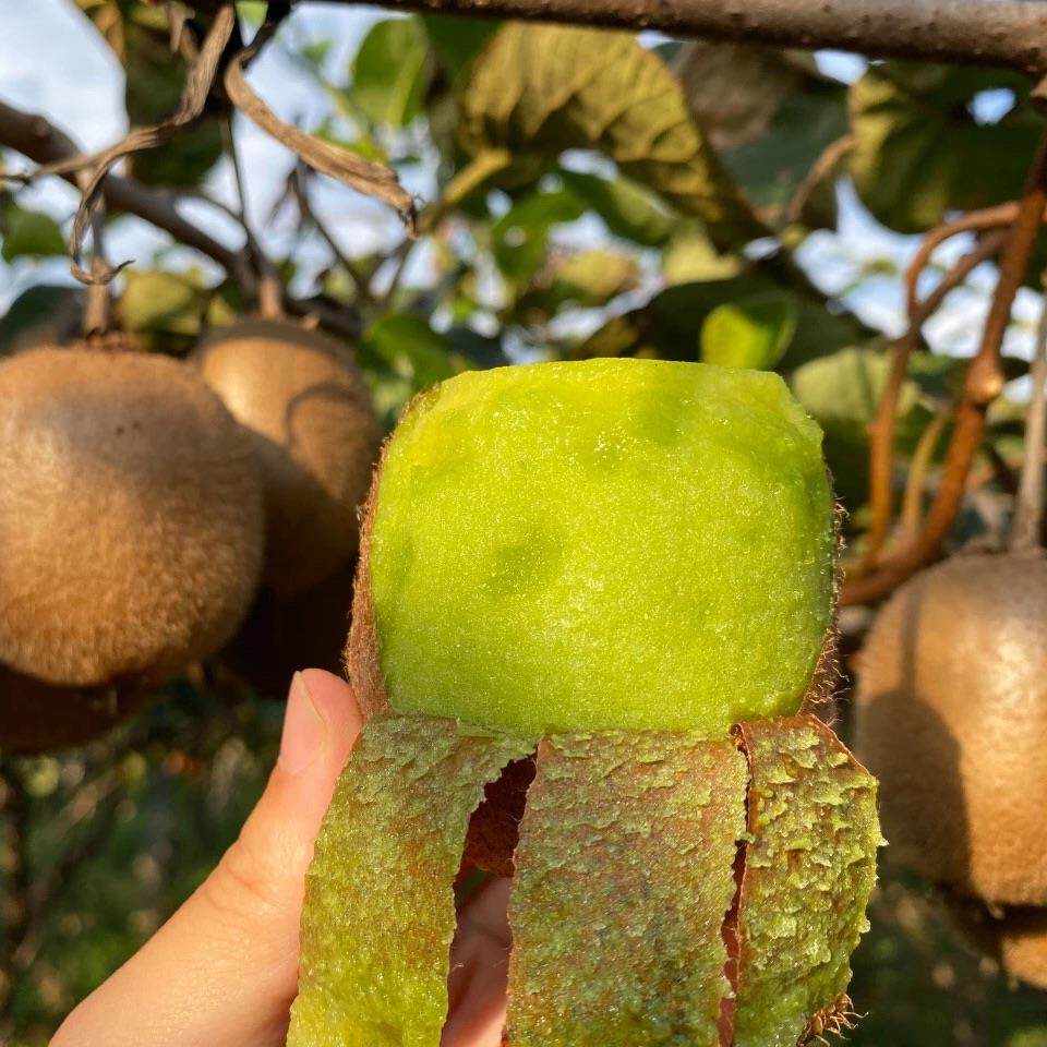 辰颐物语徐香猕猴陕西周至眉县绿心奇异果5斤应季新鲜水果中大果