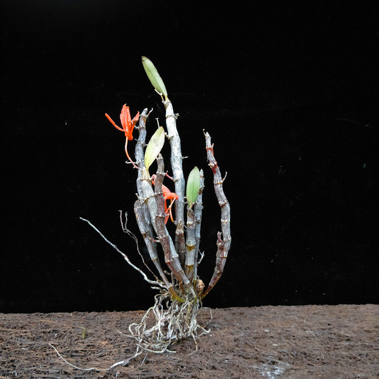 兰花稀有独角石斛吊兰红色漂亮大气附生花卉花卉