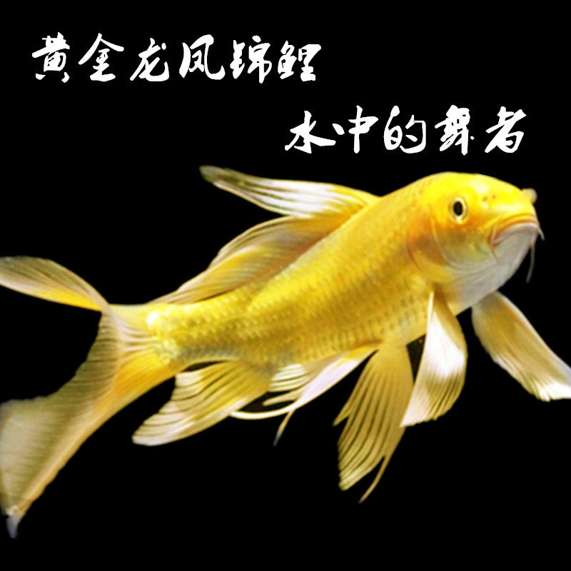 观赏金鱼活体纯种黄金龙凤锦鲤黑金白金蝴蝶鱼