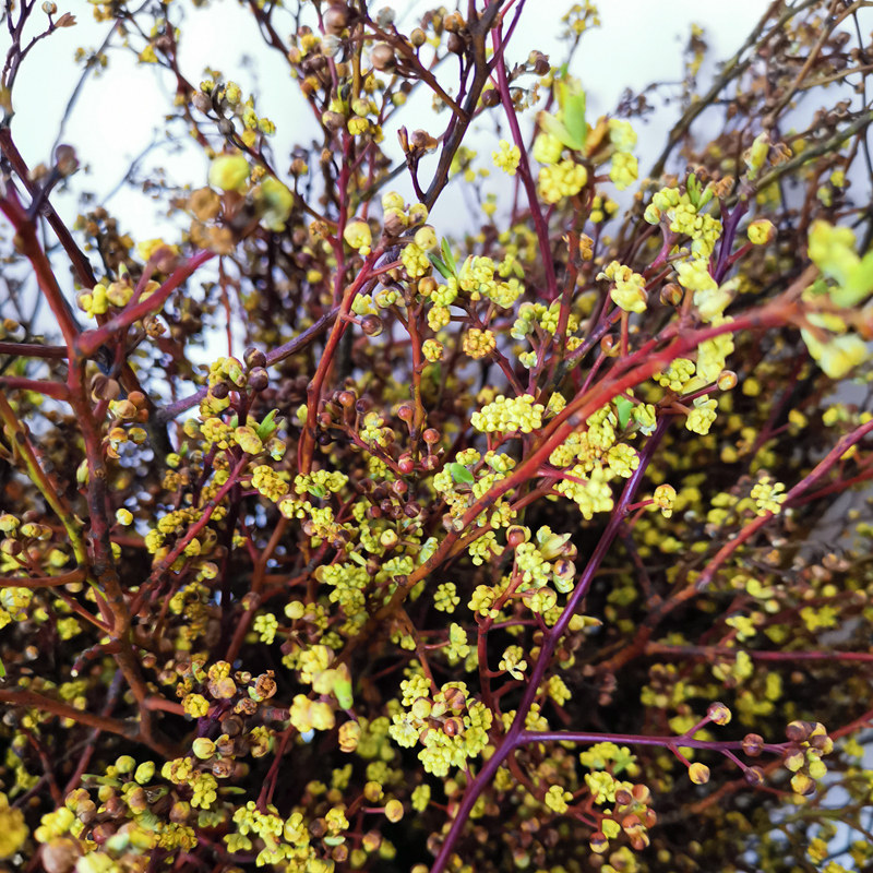 云南干花干枝腊梅灯台花枝复古怀旧diy树枝干花