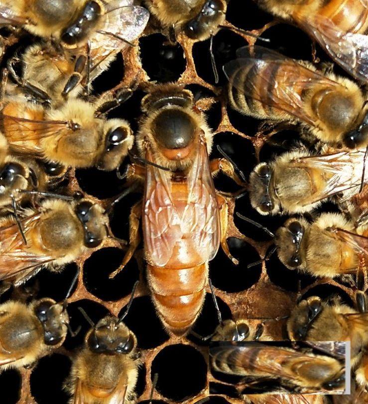 意蜂王意蜂蜂王高产王生产王开产王意蜂新王美意蜜浆王