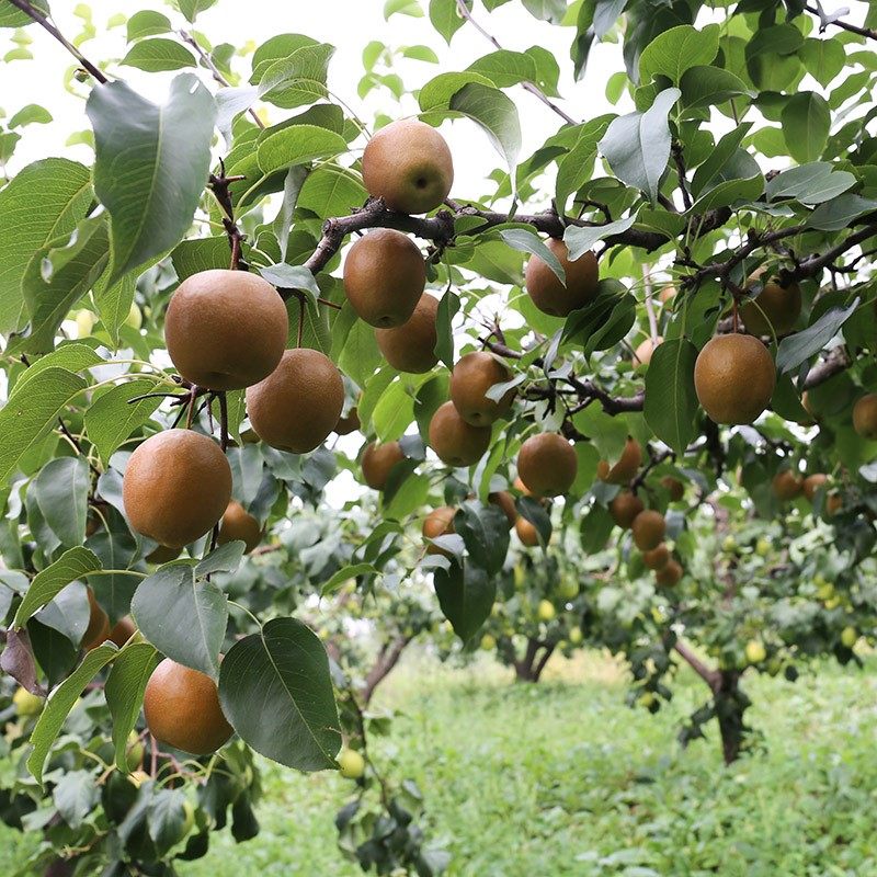 密云山区老糖半野野生红梨新鲜红皮老甜山梨水手机保护套