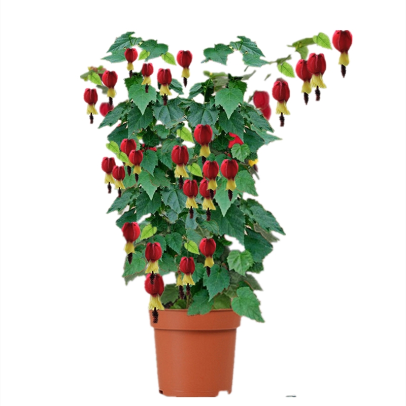 藤本爬藤植物盆栽蔓性风铃花灯灯笼花苗室内外时令草本花卉