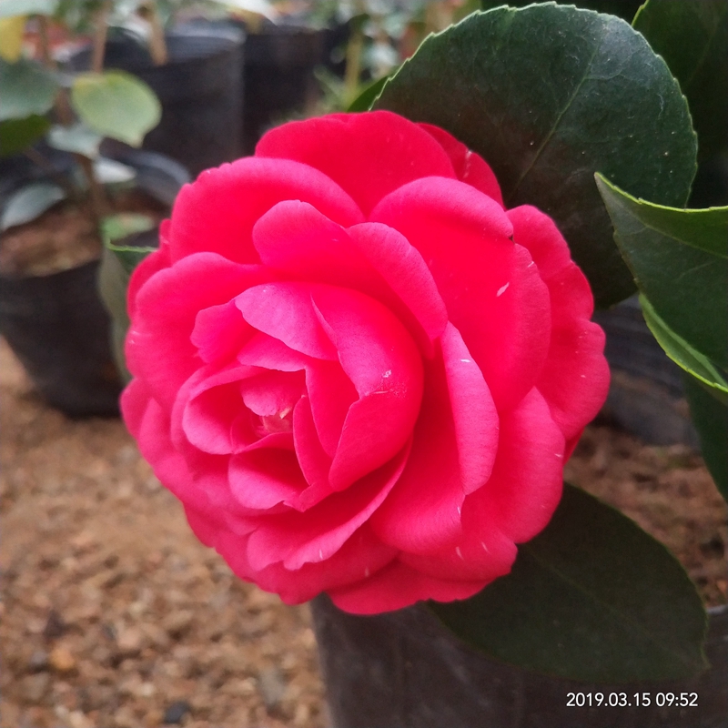 七巧茶花盆栽树苗花苞室内四季花卉阳台办公室花卉