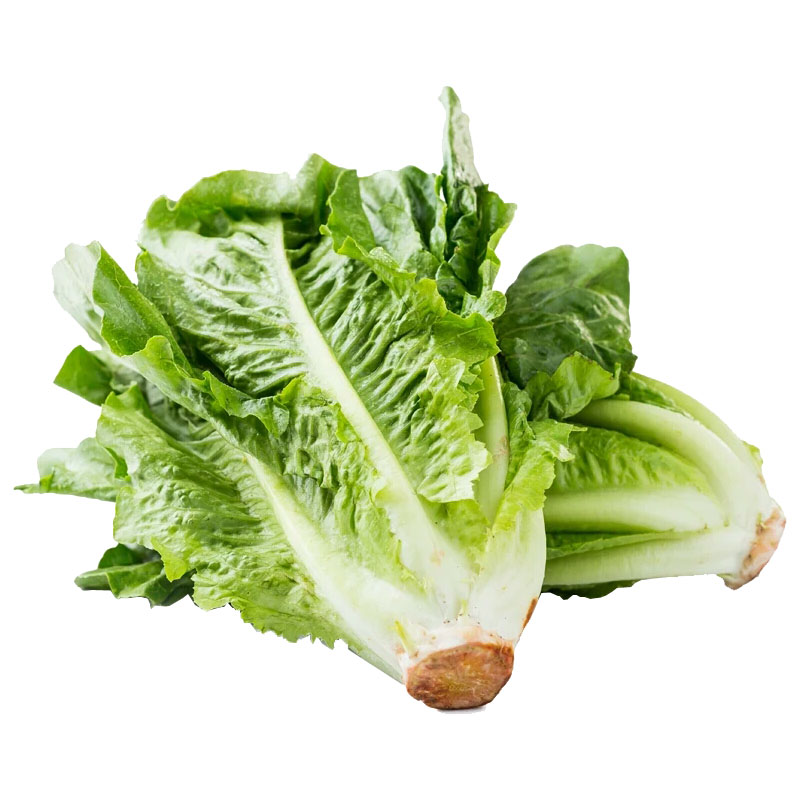 千牛优福散叶罗马生菜500g新鲜鲜绿色西餐蔬菜叶菜类