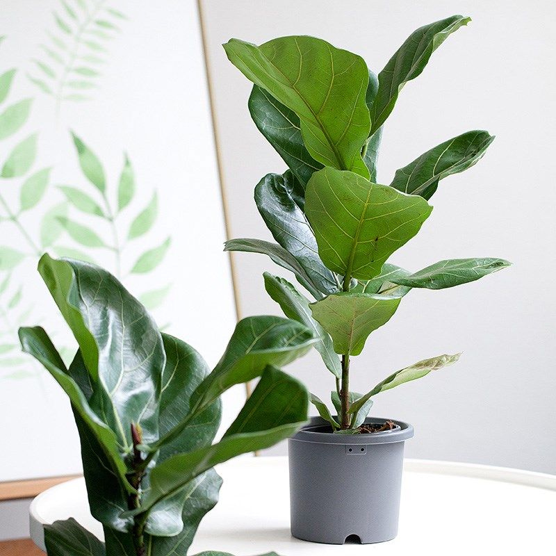 虹越花卉旗舰店夏日清凉系列大叶琴叶热门网红绿植