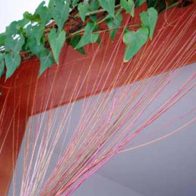 庭院阳台攀援植物锦屏藤苗珠帘一帘幽梦龙须藤室内绿植