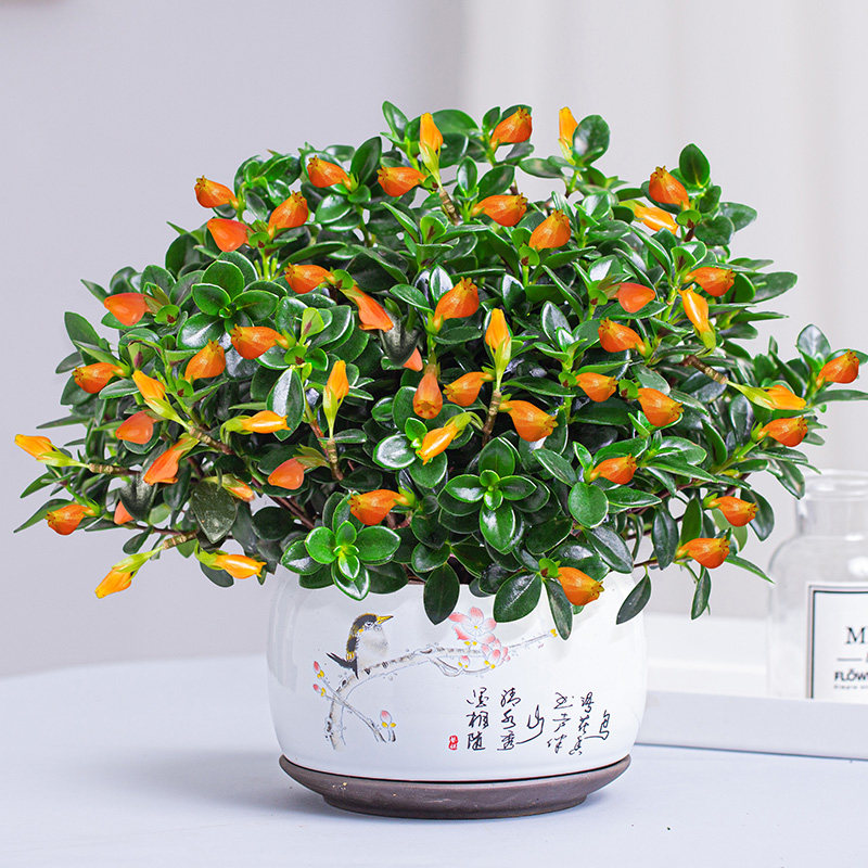 植物金鱼花室内办公桌办公阳台不断开花四季甲醛绿植