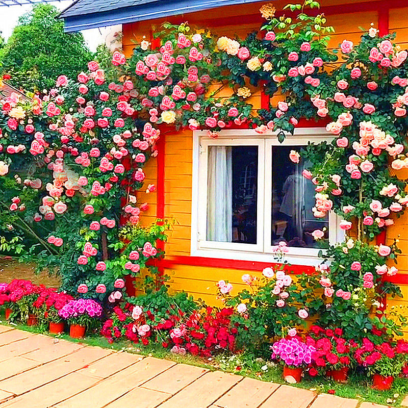 蔷薇花苗爬藤月季特大爬墙红木木香藤本庭院花卉