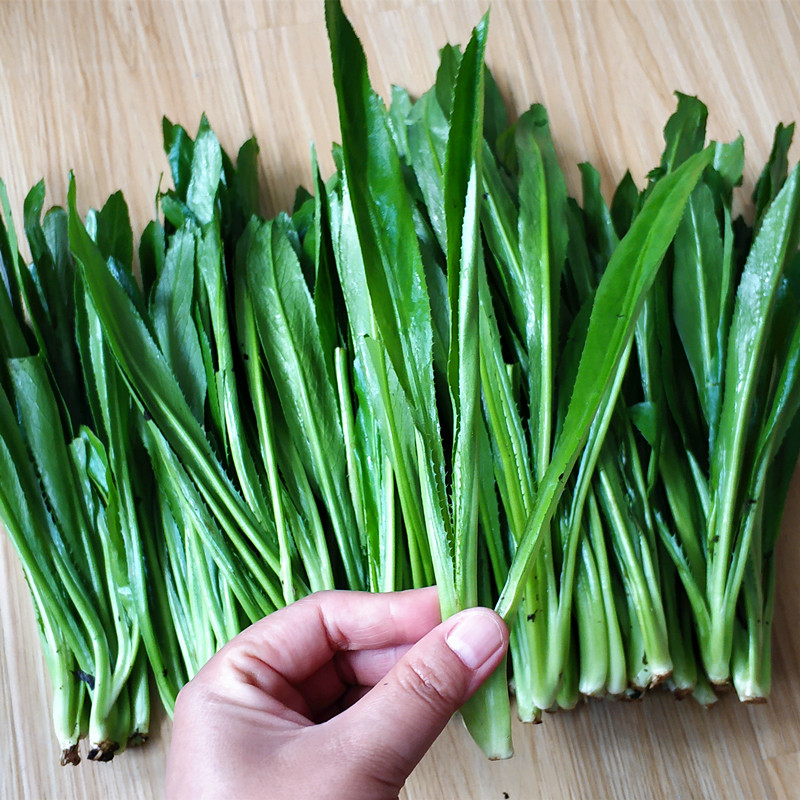 新鲜老缅芫荽500g刺芹香菜香草阿佤假香云南叶菜类