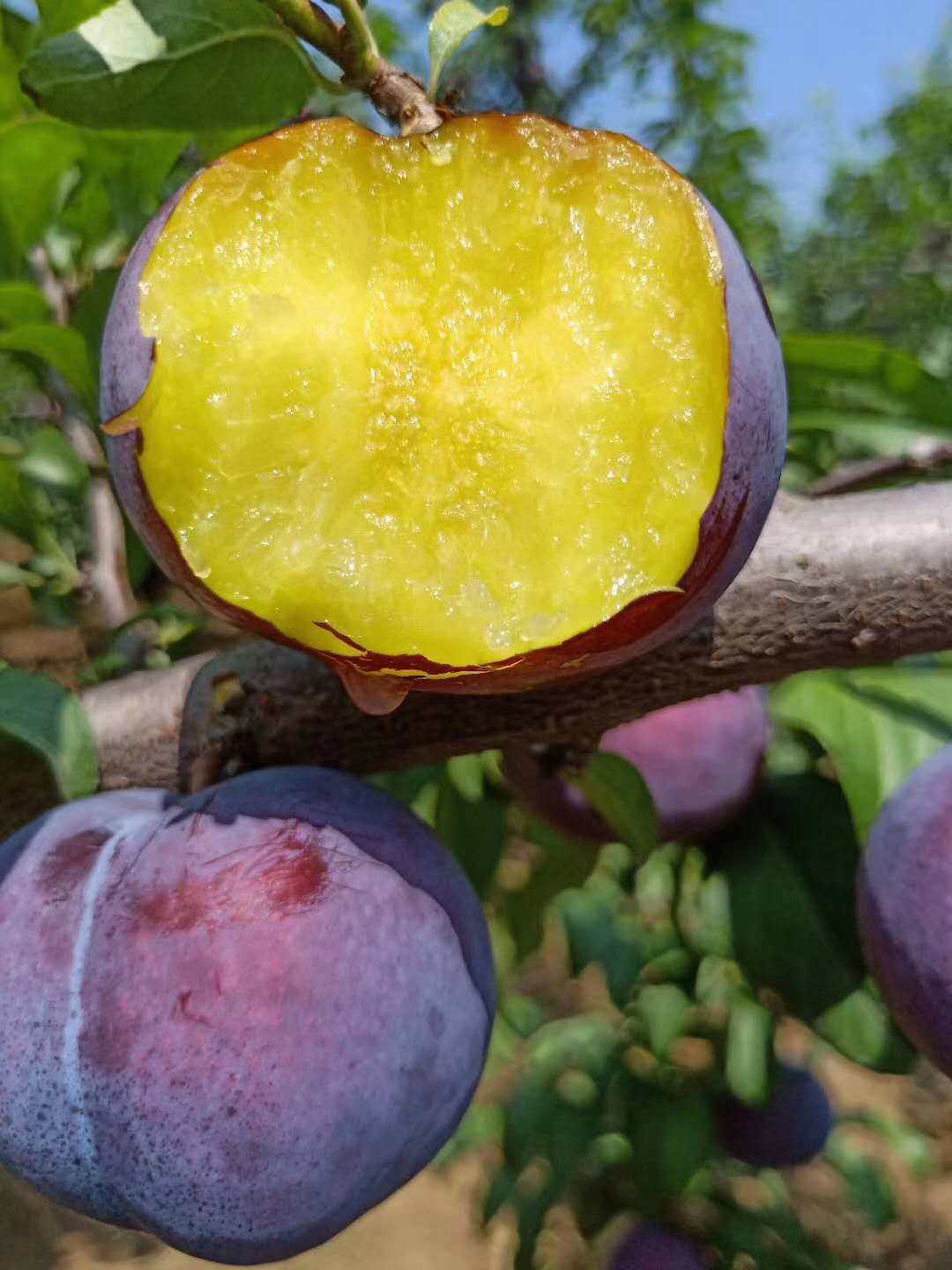 陕西黑布林李子5斤带箱当季水果新鲜包邮整箱脆甜李应季现摘黑李