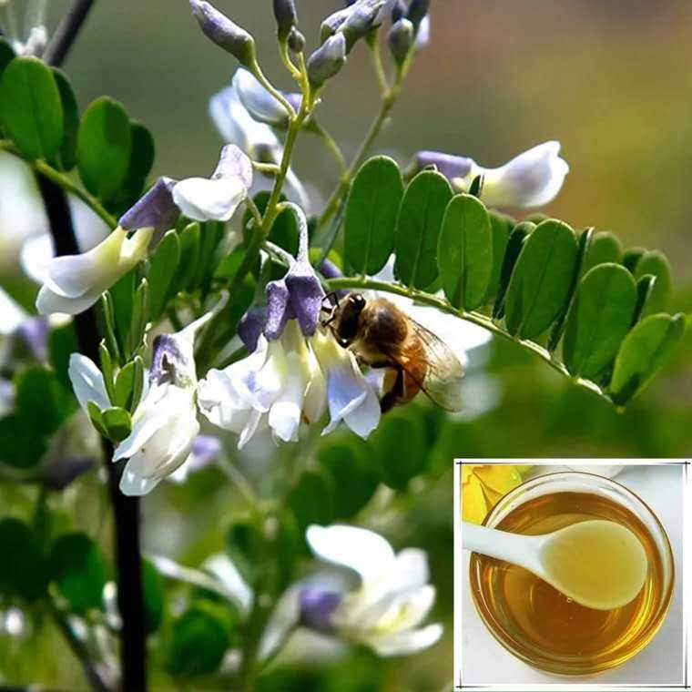 甘肃特产 陇南两当刺花蜜野生土蜂蜜狼牙蜜500g 农家自产 零添加