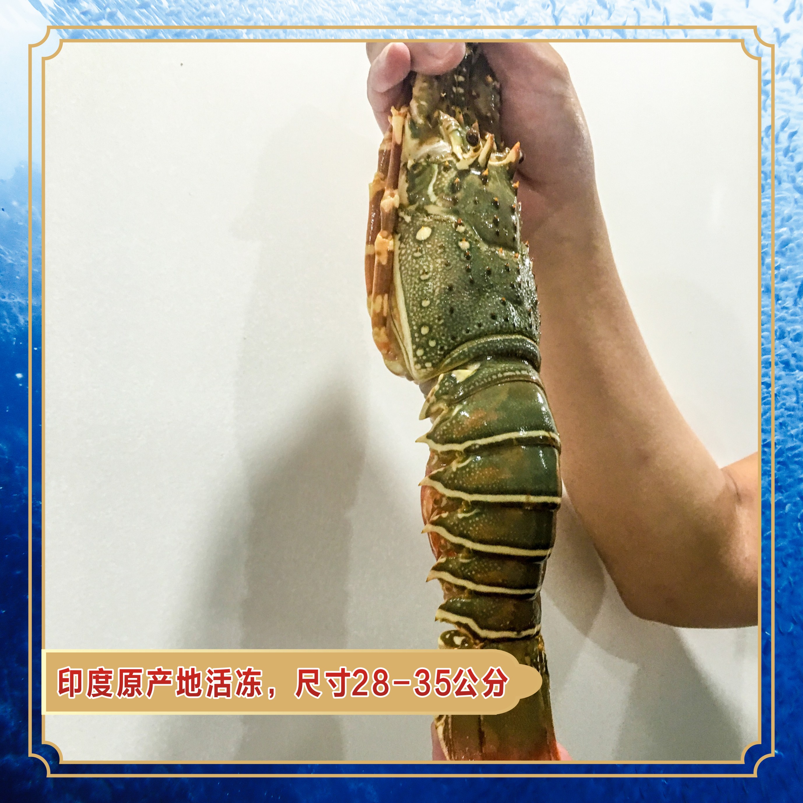 小青龙冷冻海鲜鲜活水产特大印度青龙进口500g冻虾