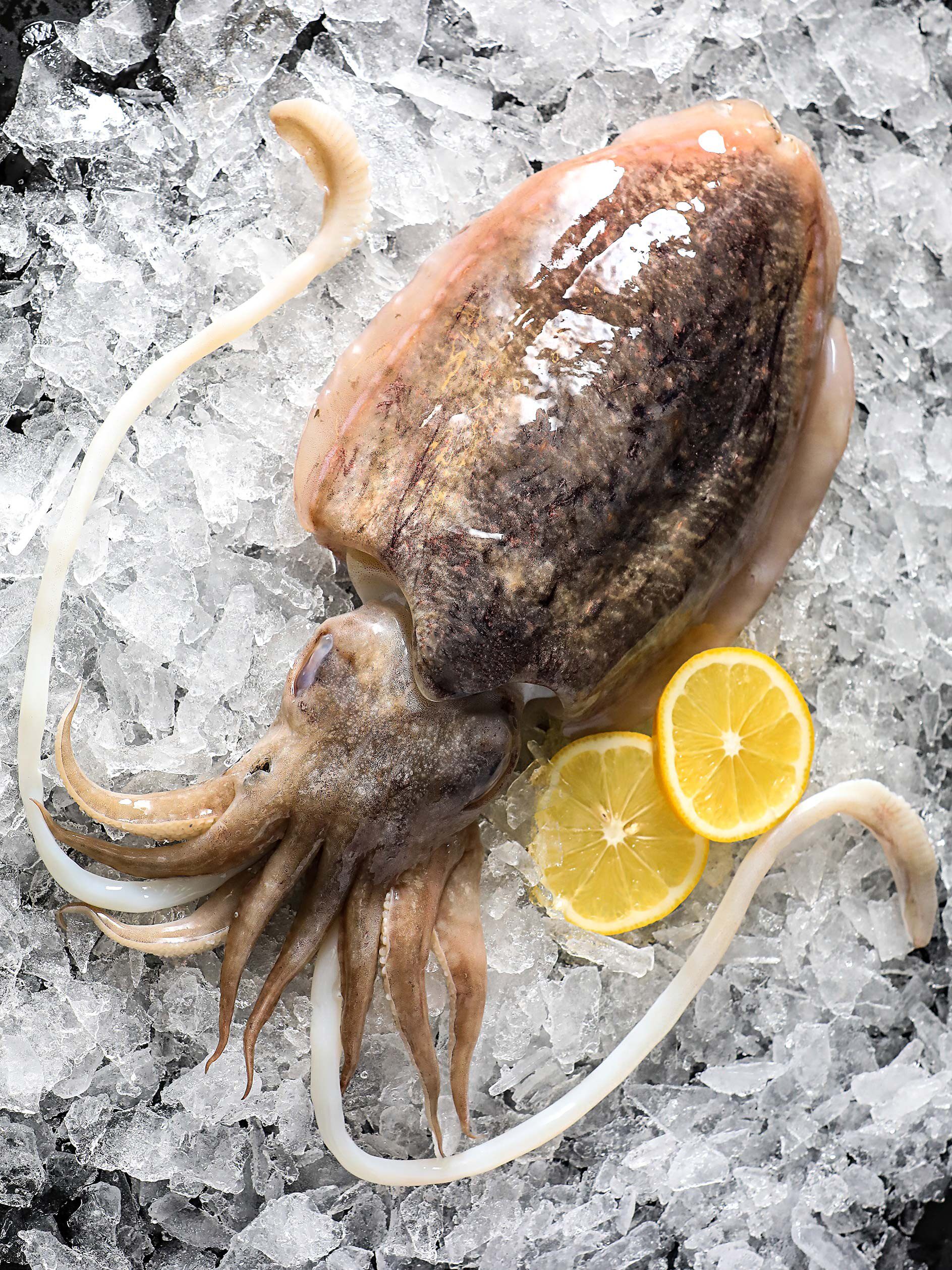 巨型北海新鲜大墨墨鱼鲜活冷冻卤水超大10斤冷冻墨鱼