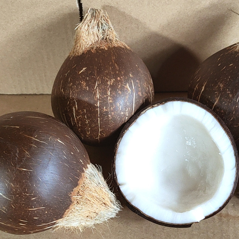 coco椰皇海南牛奶黑椰子2-6个新鲜当季水果椰青老椰肉椰汁椰奶冻