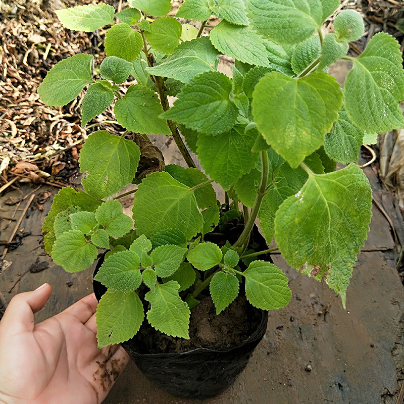 藿香鱼香叶1盆5株炖鲜叶芭蒿五香荷香叶特产叶菜苗绿植