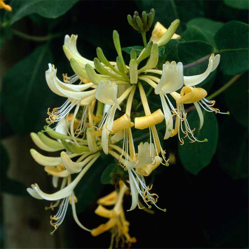 金银花药用树苗爬藤植物物种植苗耐寒四季室内外时令草本花卉