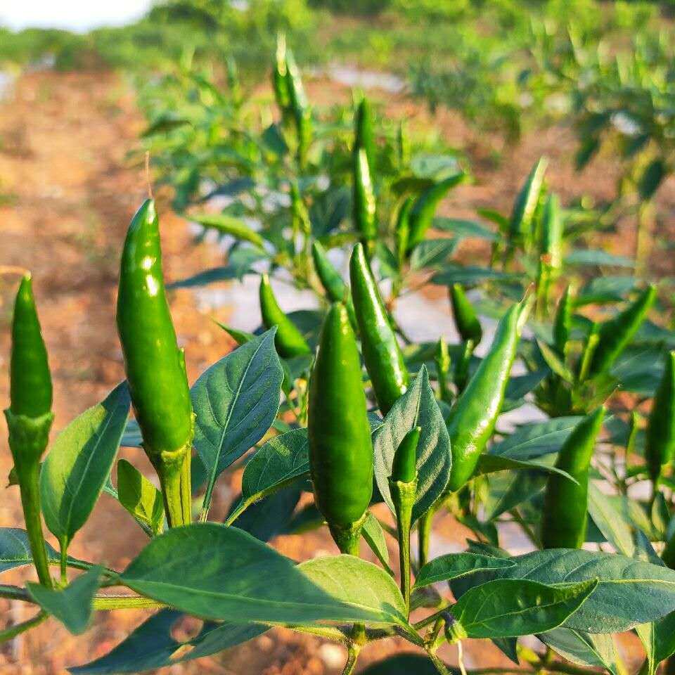 新鲜青米小米椒辣现椒特剁椒尖椒米辣椒小米椒青辣椒