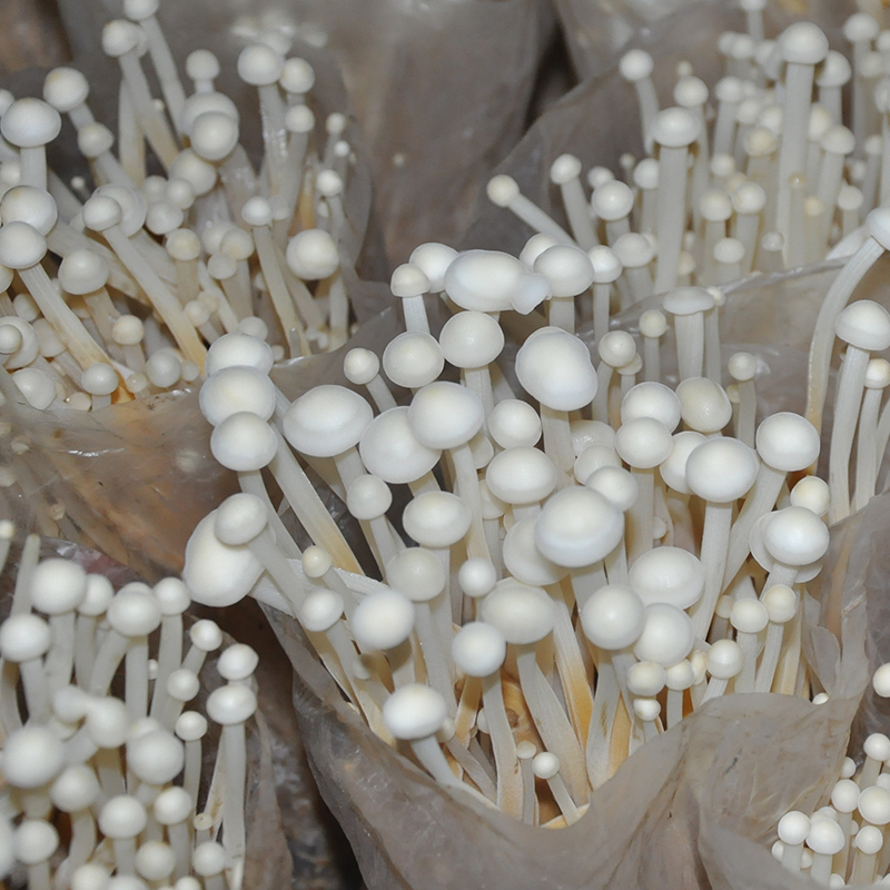 种植金针菇办公家庭diy趣味菌棒菌种蘑菇阳台多肉植物