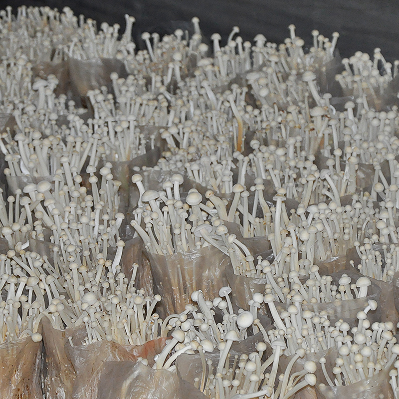 种植金针菇办公家庭diy趣味菌棒菌种蘑菇阳台多肉植物