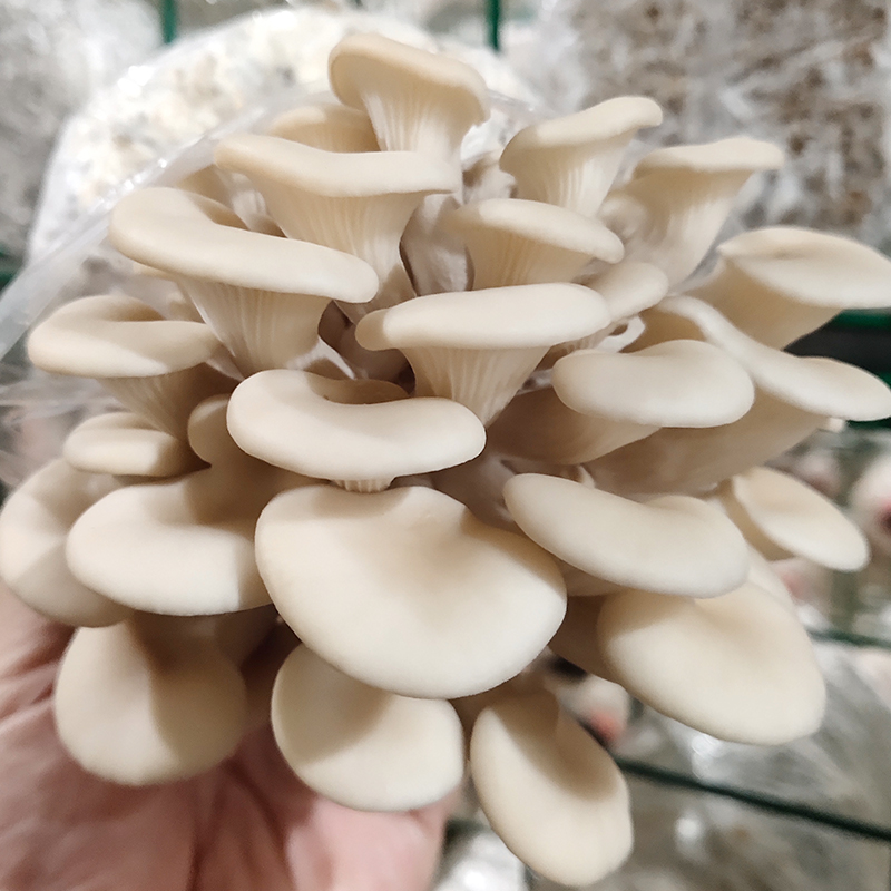 白色菇类大全 平菇图片