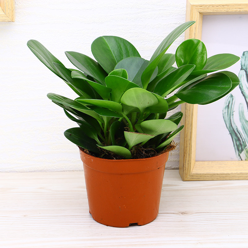 盆栽青叶碧玉豆瓣绿四季常青绿植室内办公桌小盆绿植