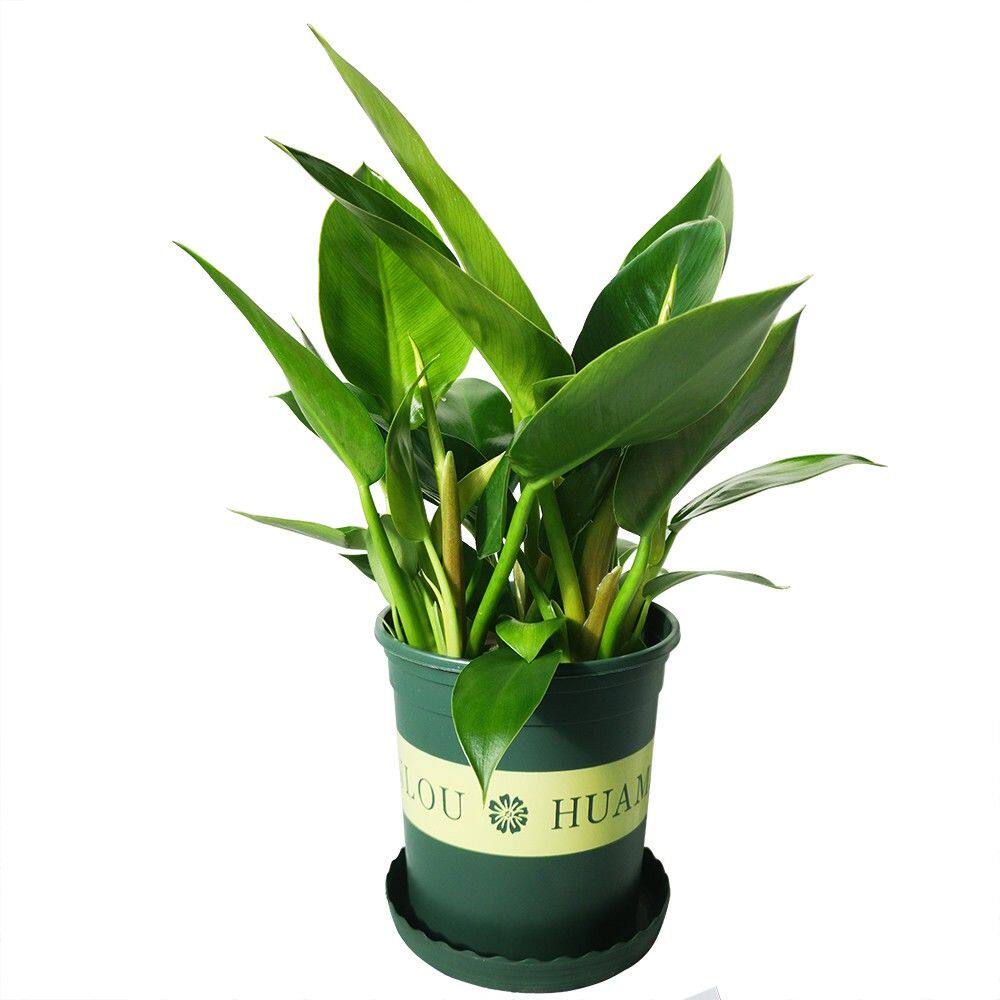 大叶 金钻 四季常青吸甲醛防辐射净化空气绿植盆栽办公室内花卉