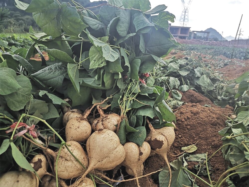 地瓜土瓜5斤蔬菜水果白地瓜新鲜凉薯安顺贵州农家番薯