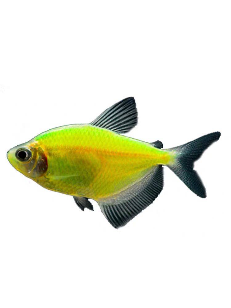 彩旗旗鱼天使鱼柠檬黄衣绿衣玻璃拉拉鱼彩群热带鱼