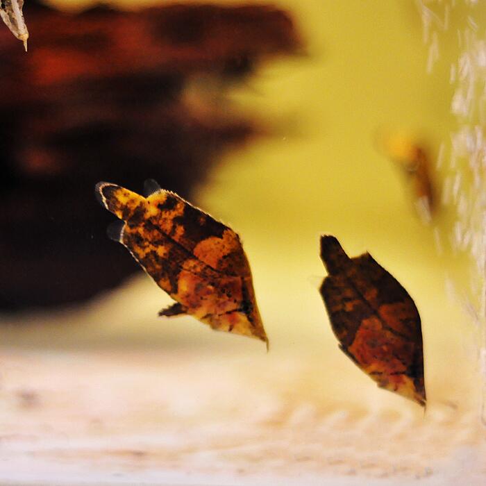 叶鱼又名枯叶叶形鱼多棘叶进口南美稀有野生鱼