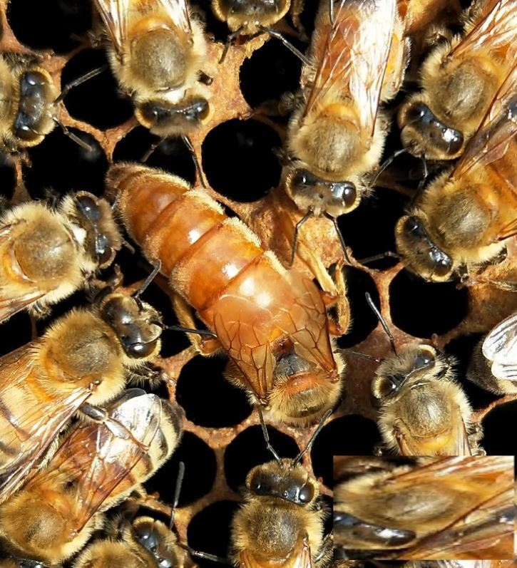 蜂王 意蜂王 意蜂蜂王 意蜂新王 高产蜜浆王 生产王 产卵王包邮