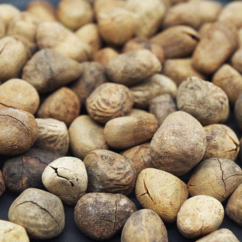 大枫风子50g大风仁麻野生中药材粒粒饱满无硫其他药食同源食品