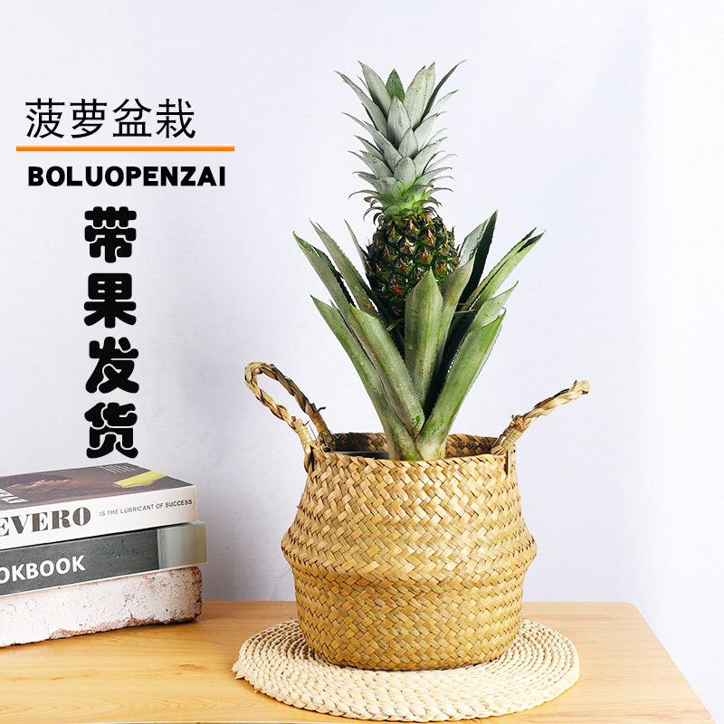 凤梨迷你菠萝果实盆栽花卉植物水果树室内送礼绿植