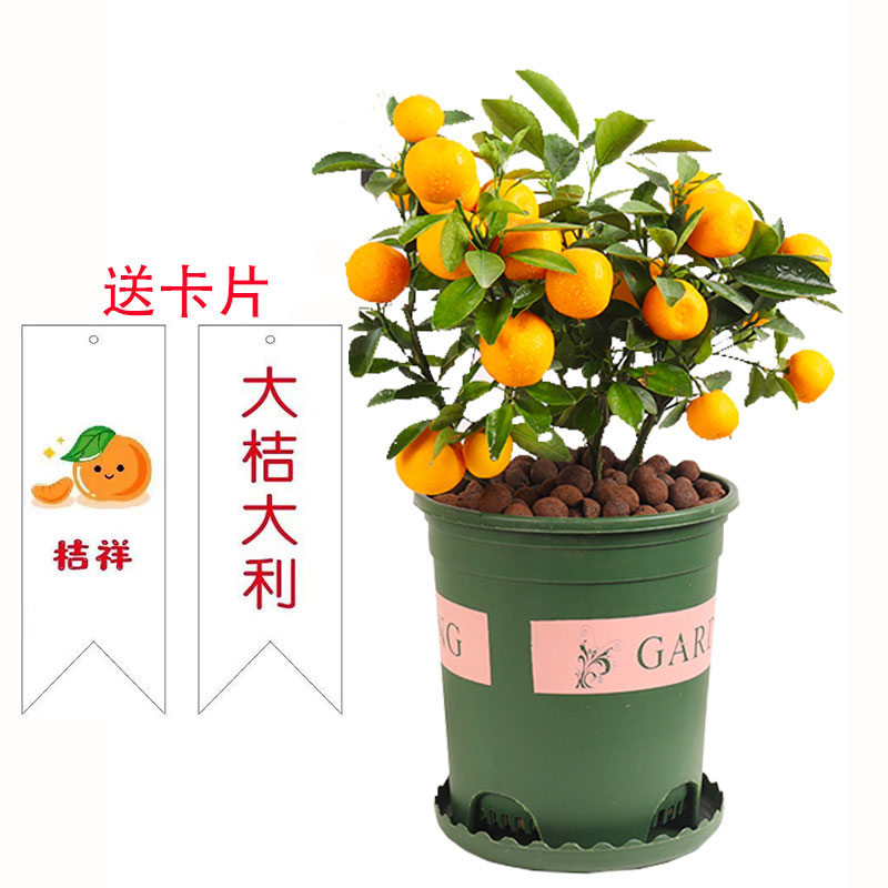 花卉盆景绿植橙子室内植物金桔树小橘子四季带果花卉