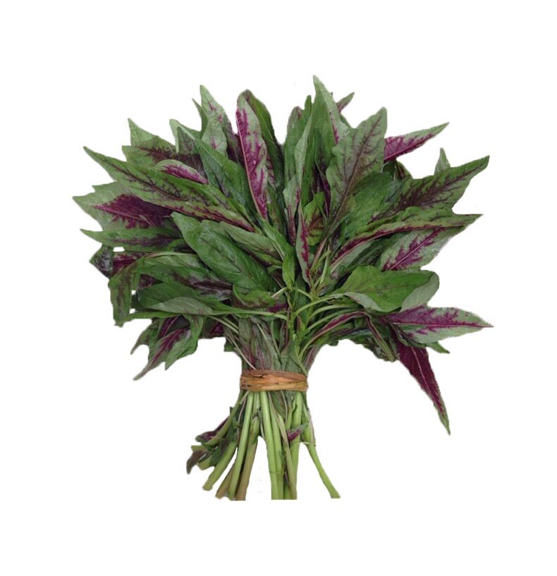 花红柳叶苋菜种子四季阳台盆栽家庭园艺种植家庭园艺种子