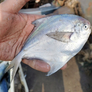 斤 海鲜活金深海白水产平鱼镜鱼海扁鱼 6条 新鲜野生银鲳鱼4斤 - 爱购