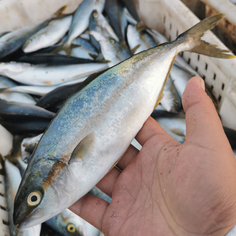 新鲜海金狮鰤鱼金鲅鱼3斤日本料理马鲛鱼刺身章平安马鲛鱼
