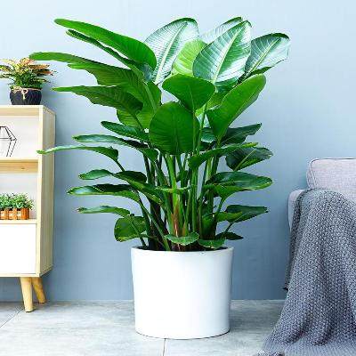 天堂鸟植物大型室内盆栽鹤望客厅办公室大厅绿植大型绿植