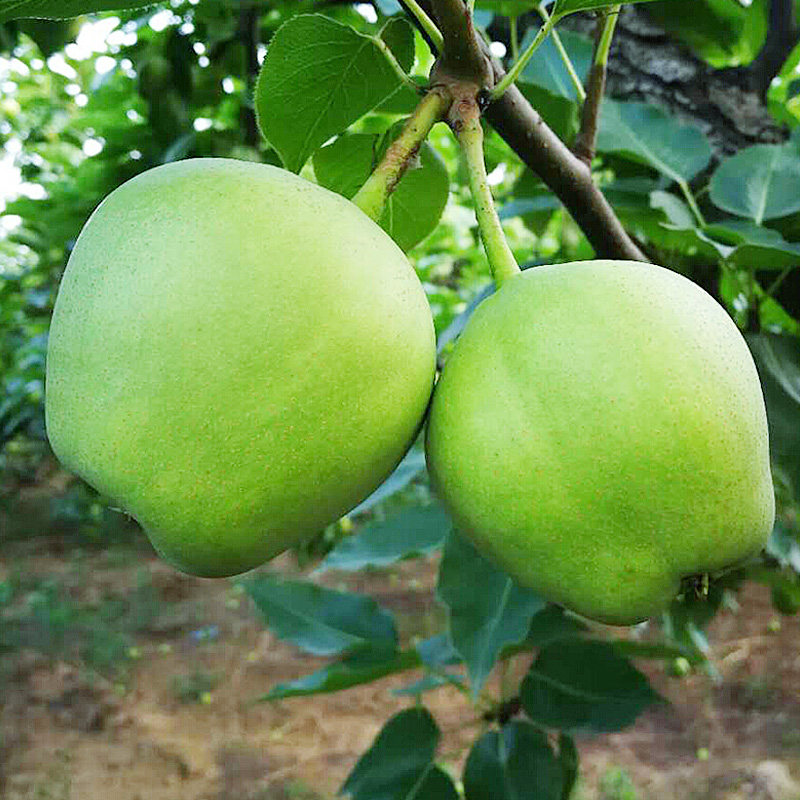 陕西早酥梨10斤梨子新鲜水果应当季皇冠脆梨甜青皮梨整箱包邮