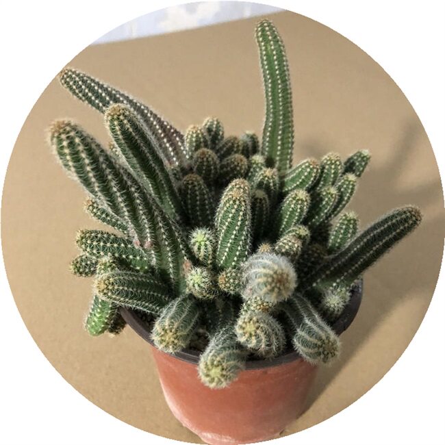 仙人日本进口毛毛虫盆栽白马开花球多植物仙人掌多肉植物