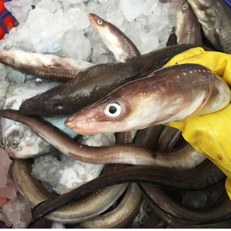 舟山海钓特产海鲜东海水产新鲜小沙七星鳗鱼鳗鱼