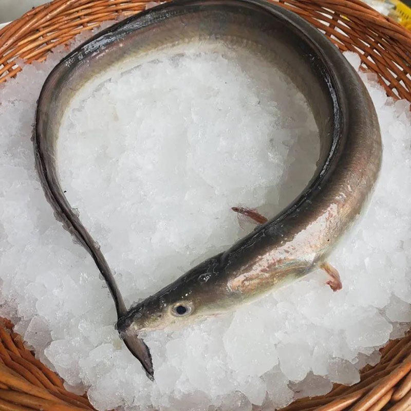 舟山海鲜东海水产鲜活捕捞冷冻特大新鲜海鳗鱼鳗鱼