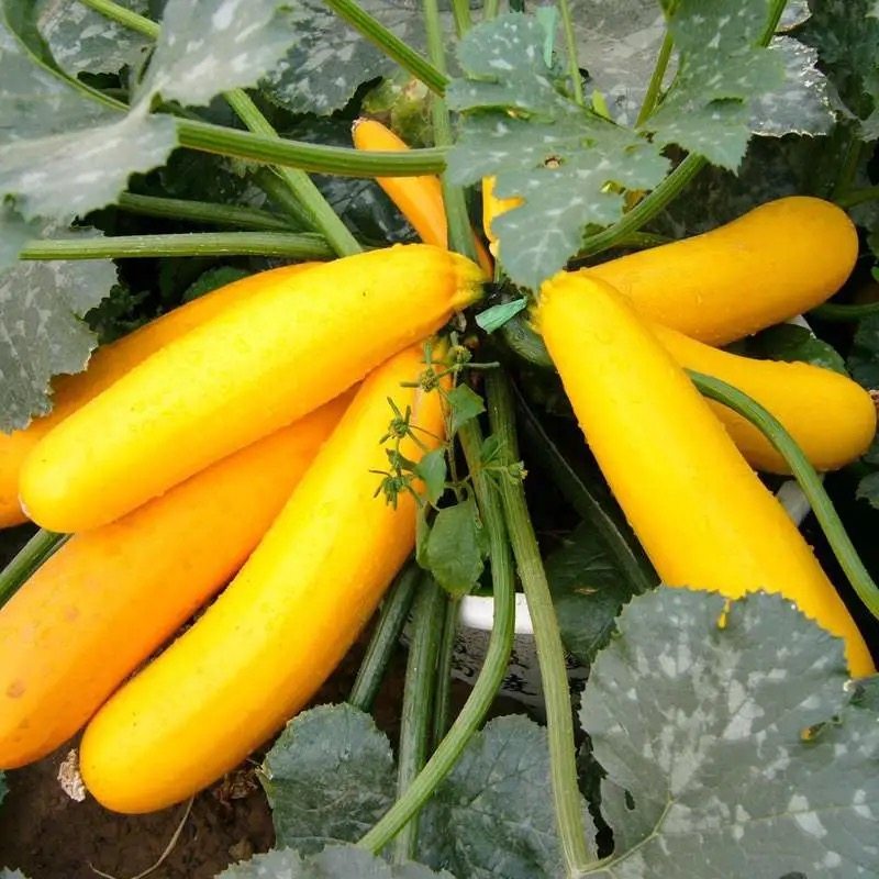 青黄节瓜果乐西葫芦500g西餐窝瓜意大利新鲜茄瓜其它