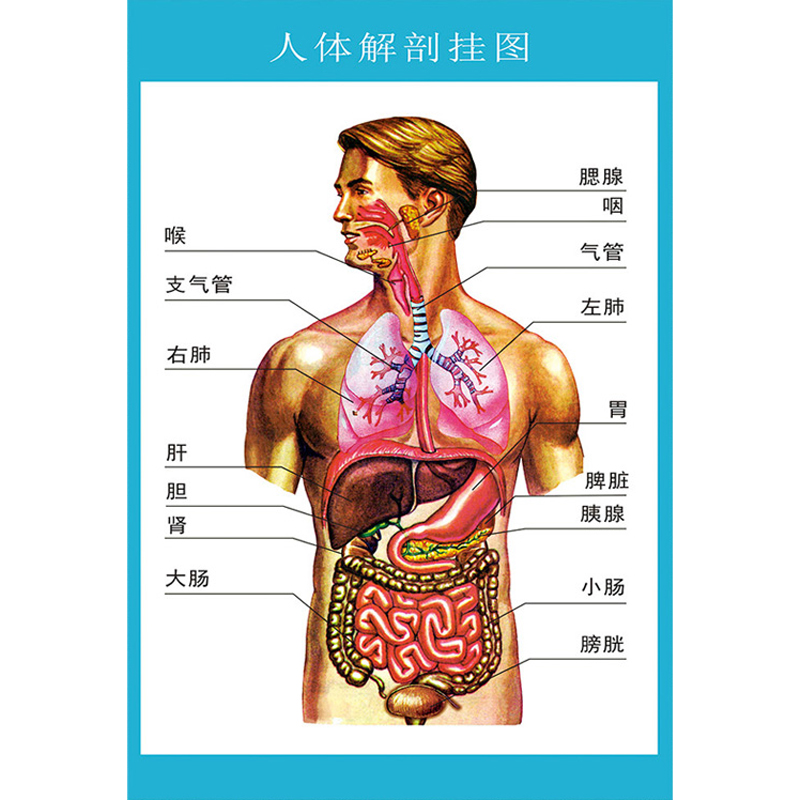 人体解剖图结构示意图彩色学骨骼肌肉器官血管血液结构图医院海报